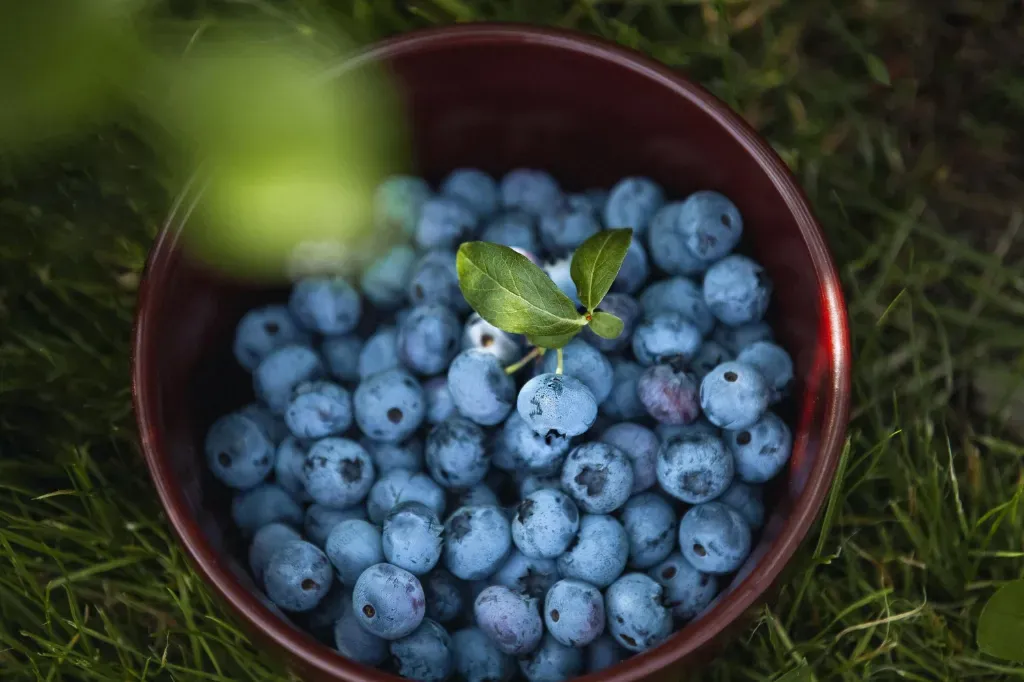 Niebieskie borówki amerykańskie w pojemniku na trawie