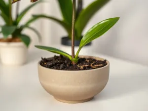 Czy ziemia uniwersalna nadaje się do storczyków?